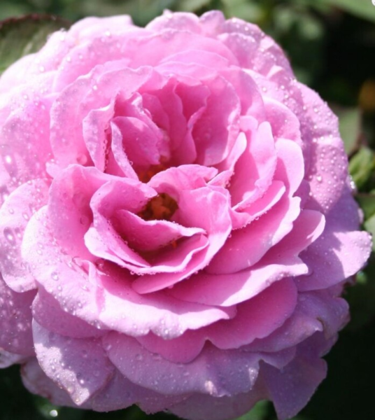 Rosa 'Lavender Ice®'