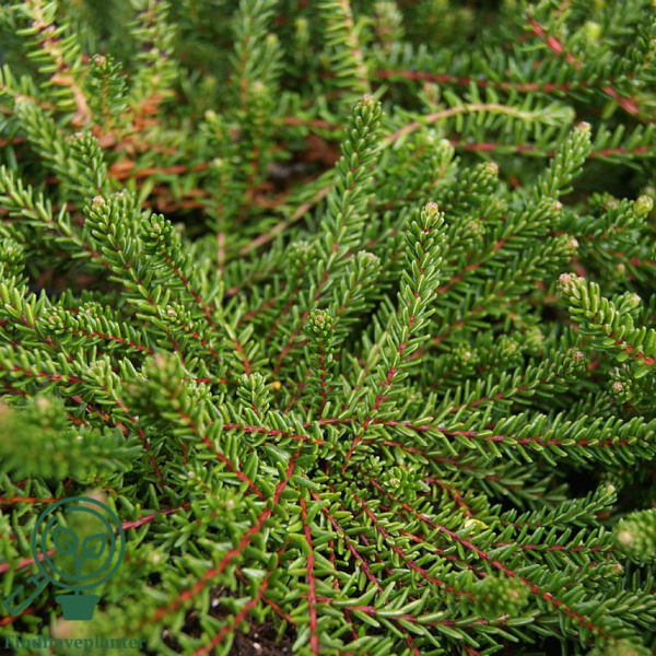 Empetrum nigrum ’Irland’, Revling