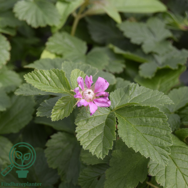 Rubus x stellarcticus ‘Beata’, Allåkerbær