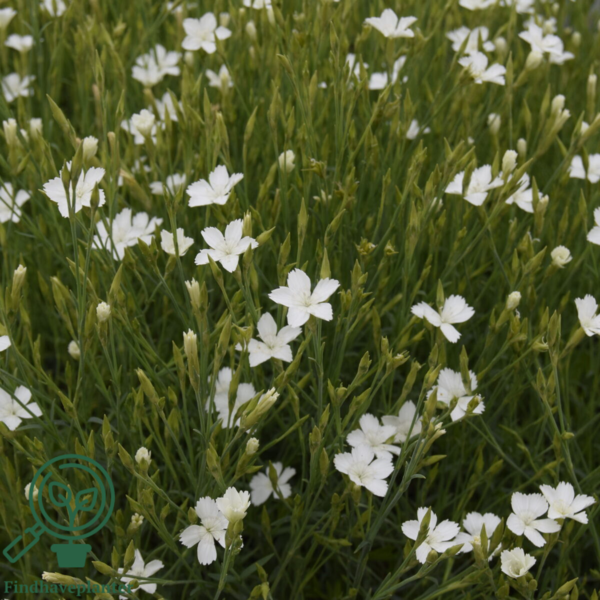 Dianthus deltoides 'Albus', Nellike