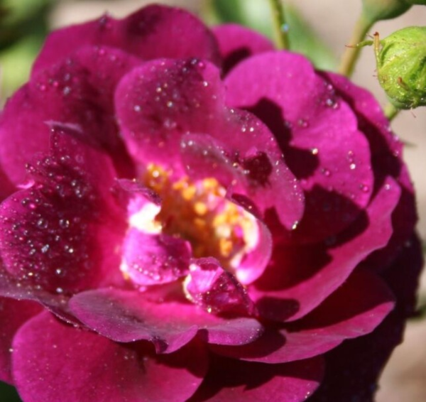 Rosa 'Midnight Blue'