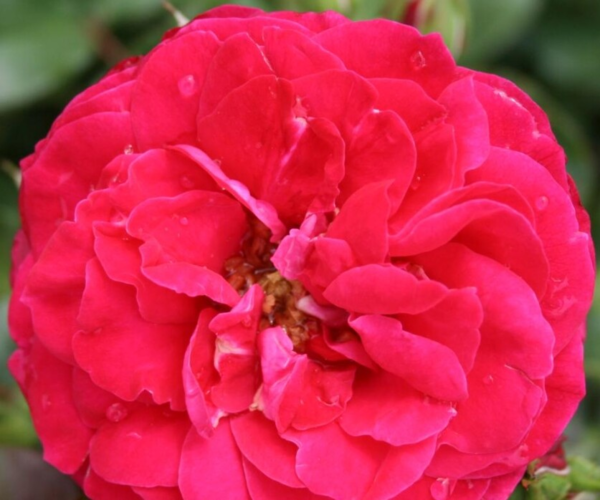 Rosa 'Mona Lisa®' Meilyxir