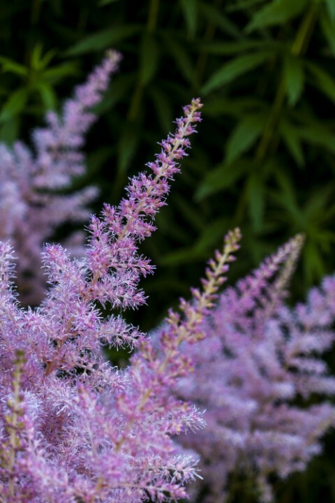 Astilbe chinensis 'Pumila', Astilbe