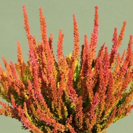 Calluna vulgaris ’Zoe’, Efterårslyng