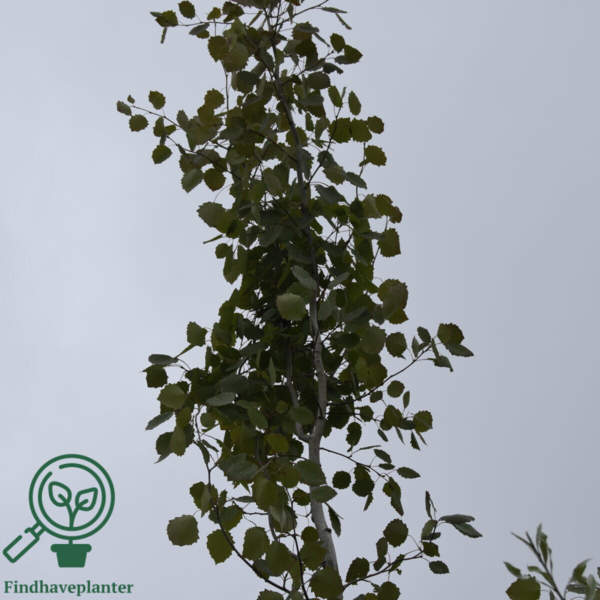 Populus tremula 'Erecta'
