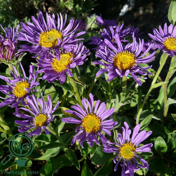 Aster alpinus 'Dunkle Schöne', Aster