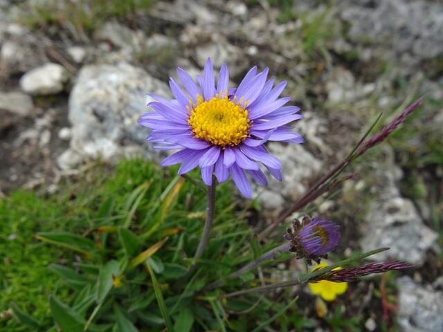 Aster alpinus 'Dunkle Schöne', Aster