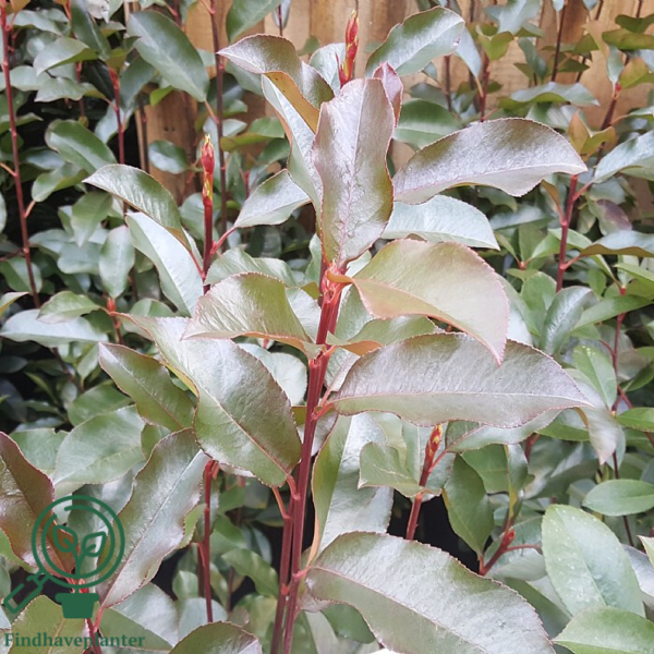 Photinia fraseri 'Red Robin'
