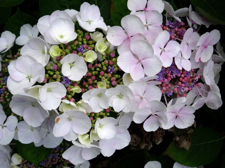 Hydrangea paniculata 'Early Harry', Have-hortensia