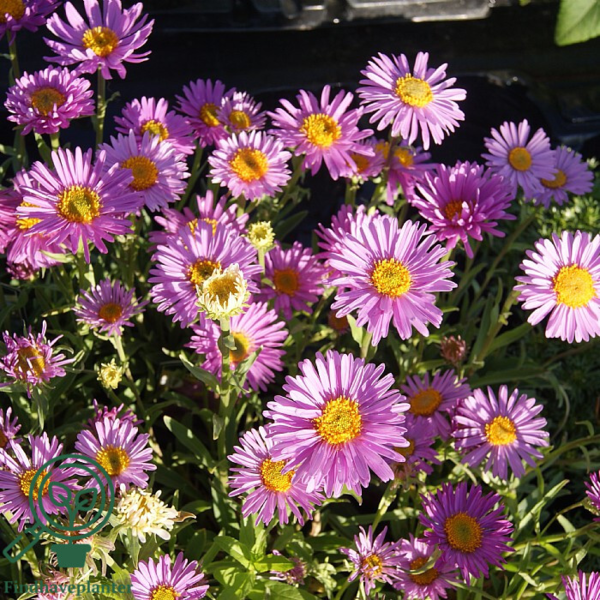 Aster alpinus 'Happy End', Aster