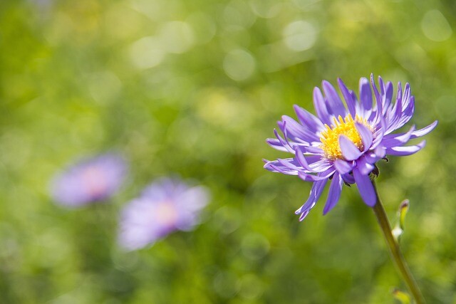 Aster alpinus 'Happy End', Aster