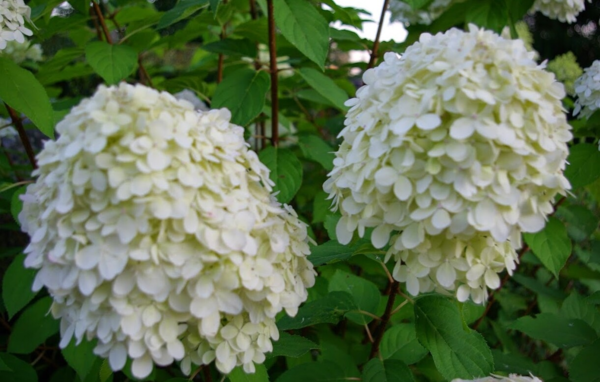 Hydrangea paniculata 'Panorama', Syrenhortensia