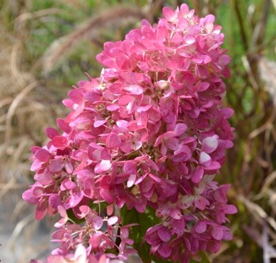 Hydrangea paniculata 'Redlight', Have-hortensia