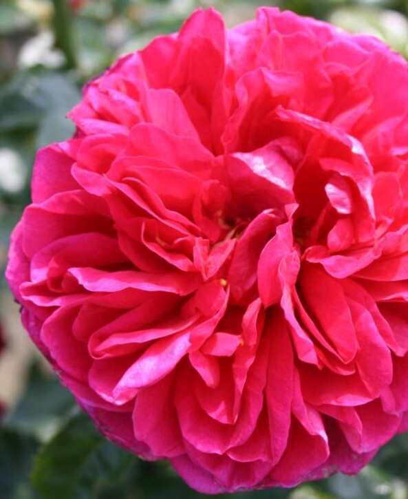 Rosa 'Ryslinge rosen'