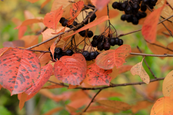 Aronia Melanocarpa, Surbær (barrods)