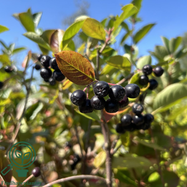 Aronia Melanocarpa, Surbær (barrods)