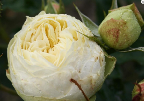 Rosa 'Wedding Piano'