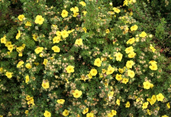 Potentilla fru. ’Kobold’, Buskpotentil (barrods)