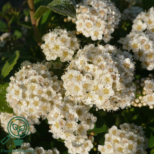 Spiraea betulifolia, Birkebladet spiræa (barrods)