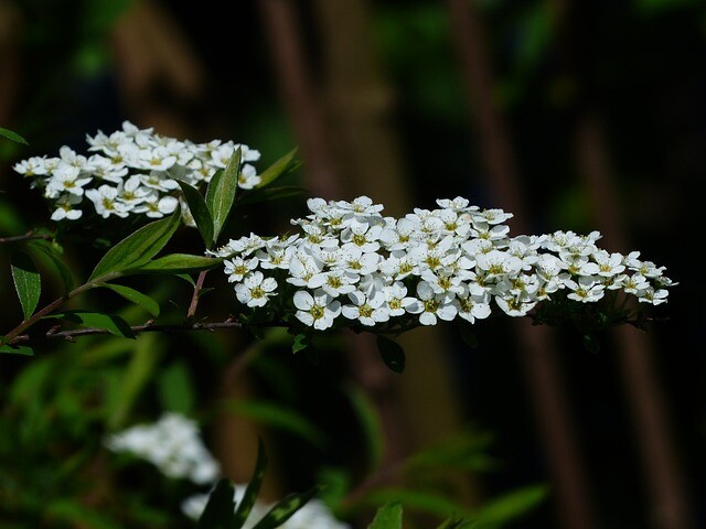 Spiraea cinerea ’Grefsheim’, Snedrivebusk (barrods)