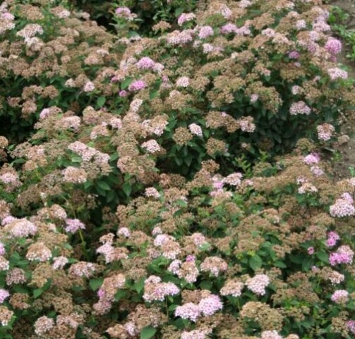 Spiraea jap. ’Little Princess’, Japansk spiræa (barrods)