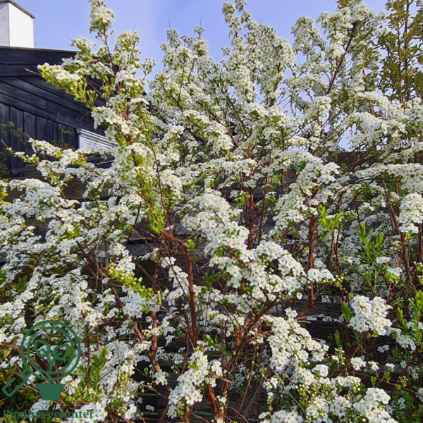 Spiraea arguta, Snedrivebusk (barrods)