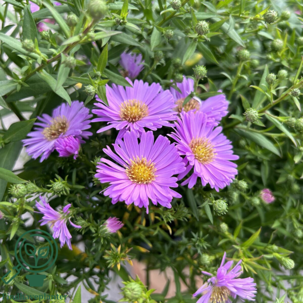 Aster dumosus 'Herbstgruss vom Bresserhof,' Aster