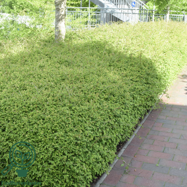 Stephanandra incisa ’Crispa’, Kranstop (barrods)