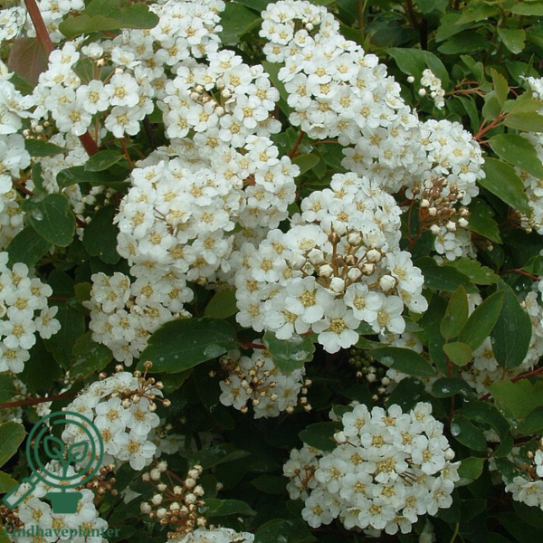 Spiraea vanhouttei, Buketspiraea (barrods)
