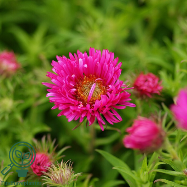 Aster novae-angliae 'Alma Pötschke', Aster