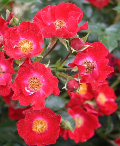 Rosa 'Bassino®' (Kormixal)