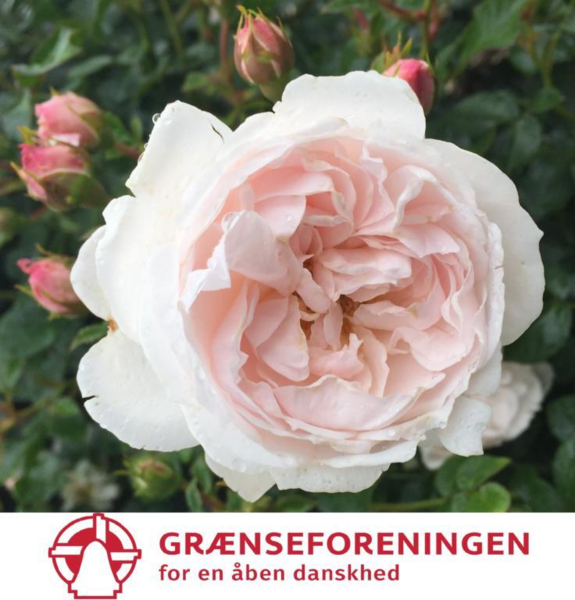 Rosa 'Genforeningsrosen 1920-2020'