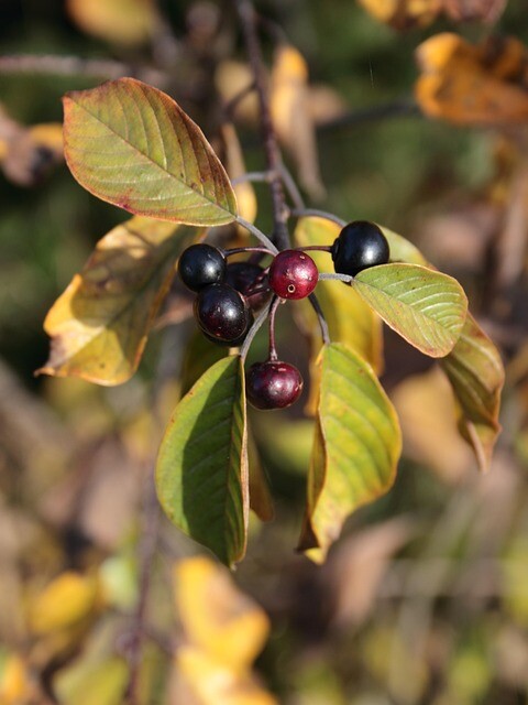 Rhamnus frangula, Tørst (barrods)