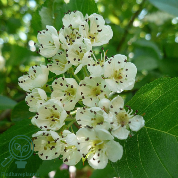 Crataegus crus-galli, Hanesporetjørn (barrods)