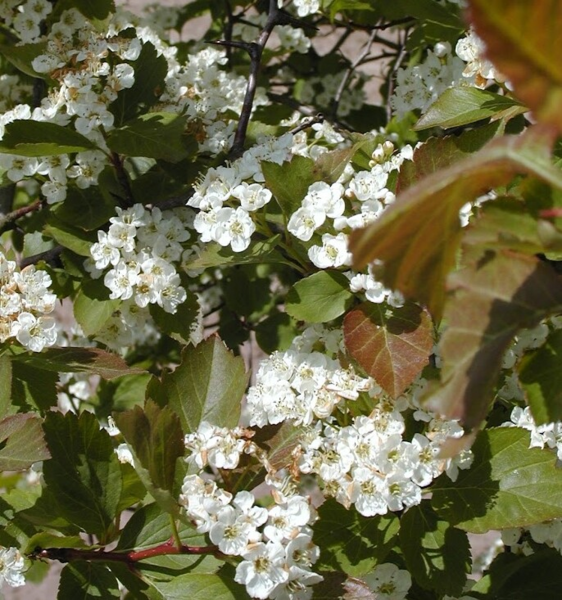 Crataegus lavallei, Glansbladet tjørn (barrods)