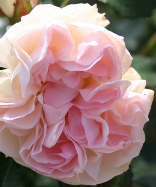 Rosa 'Komtessen af Rosenborg®'