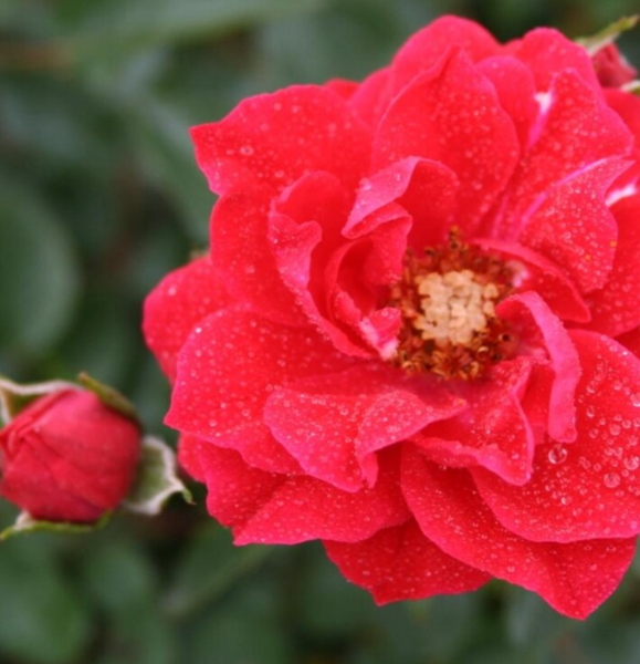 Rosa 'Lady in red™' Plant'n'Relax®