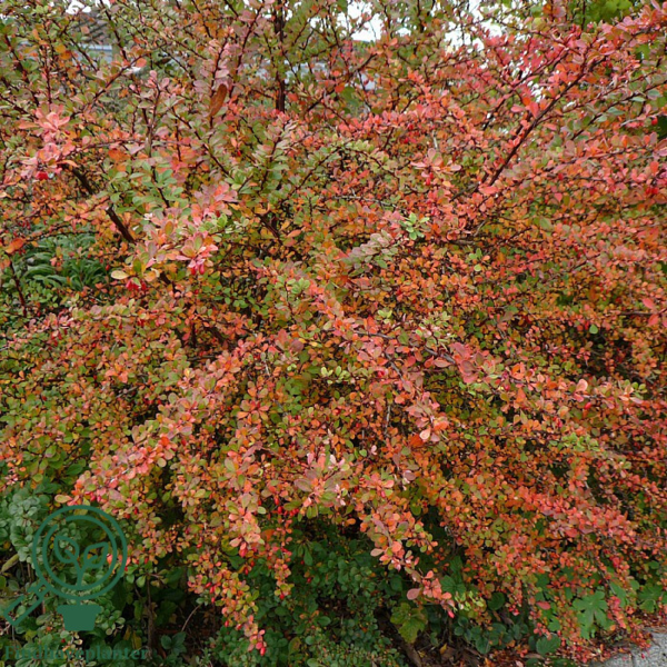 Berberis thunbergii, Grøn berberis (barrods)