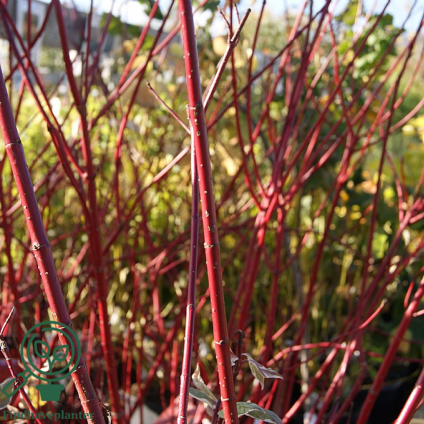 Cornus alba 'Elegantissima', Hvidbroget kornel (barrods)