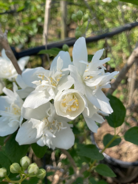 Philadelphus virginalis, Uægte Jasmin (barrods)