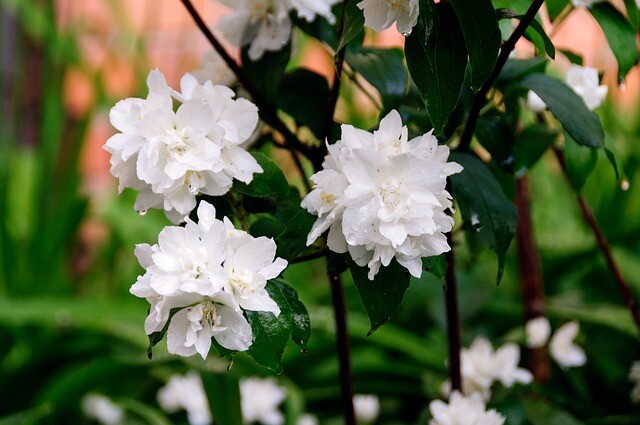 Philadelphus virginalis 'Schneesturm', Uægte Jasmin (barrods)