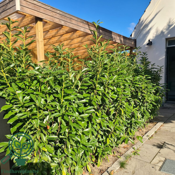 Prunus laur. 'Genolia', Kirsebærlaurbær (barrods)