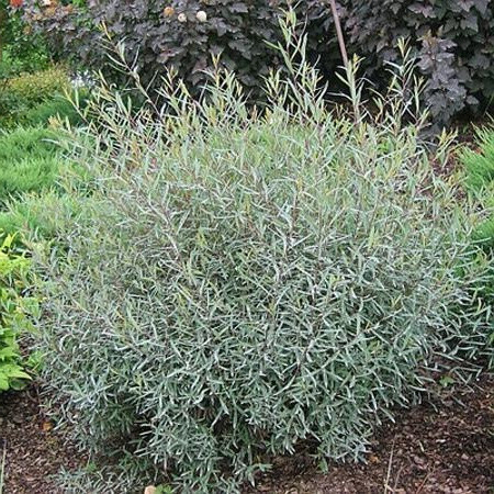 Salix purpurea 'Gracilis', Purpurpil (barrods)