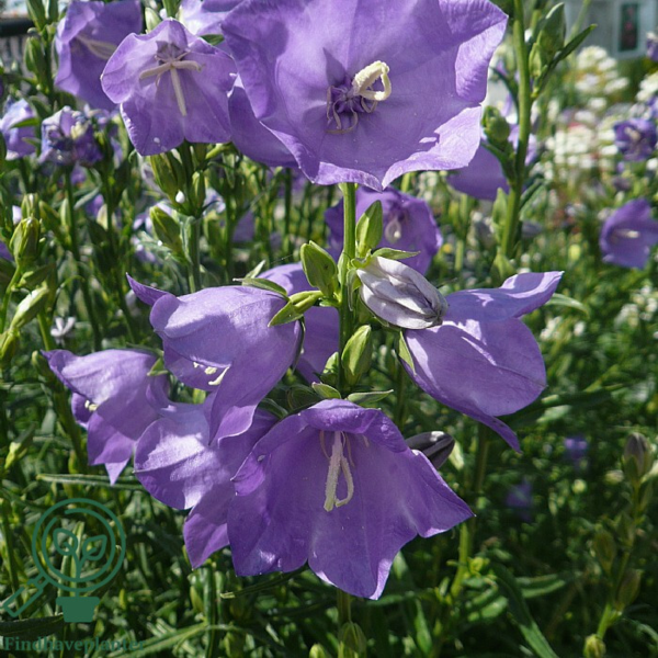 Campanula persicifolia, Klokkeblomst