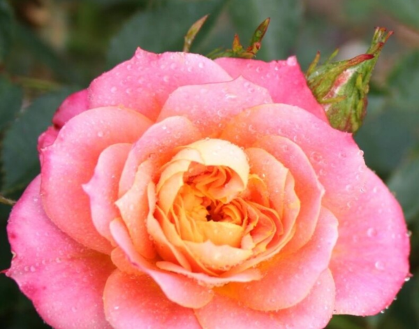 Rosa 'Mandarin'