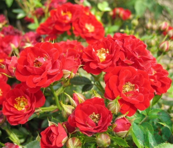 Rosa 'Peter Pan®'