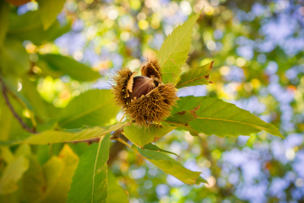 Castanea sativa, Ægte kastanje (barrods)