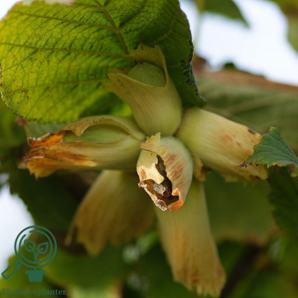 Corylus avellana, Alm.hassel (barrods)