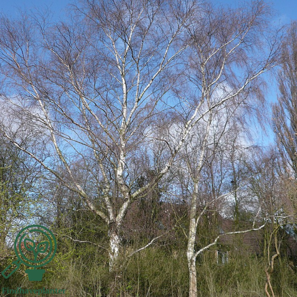 Betula pendula, Vortebirk (barrods)