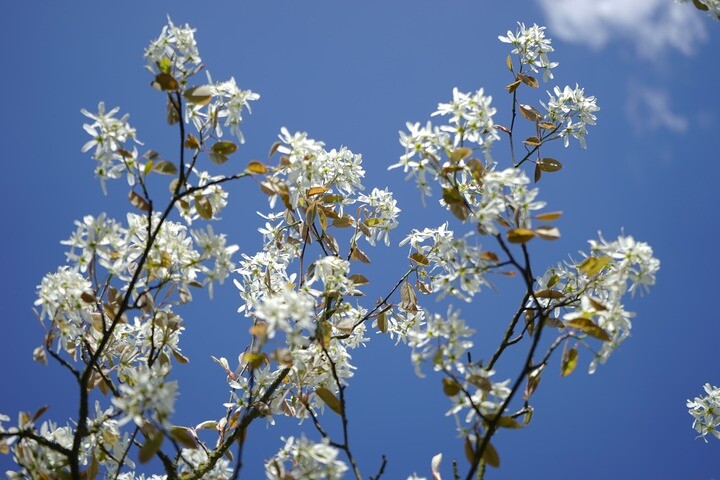 Amelanchier spicata, Bærmispel (barrods)